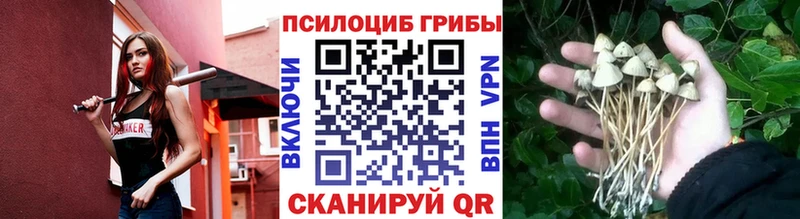 mega зеркало  Грозный  Псилоцибиновые грибы Cubensis 
